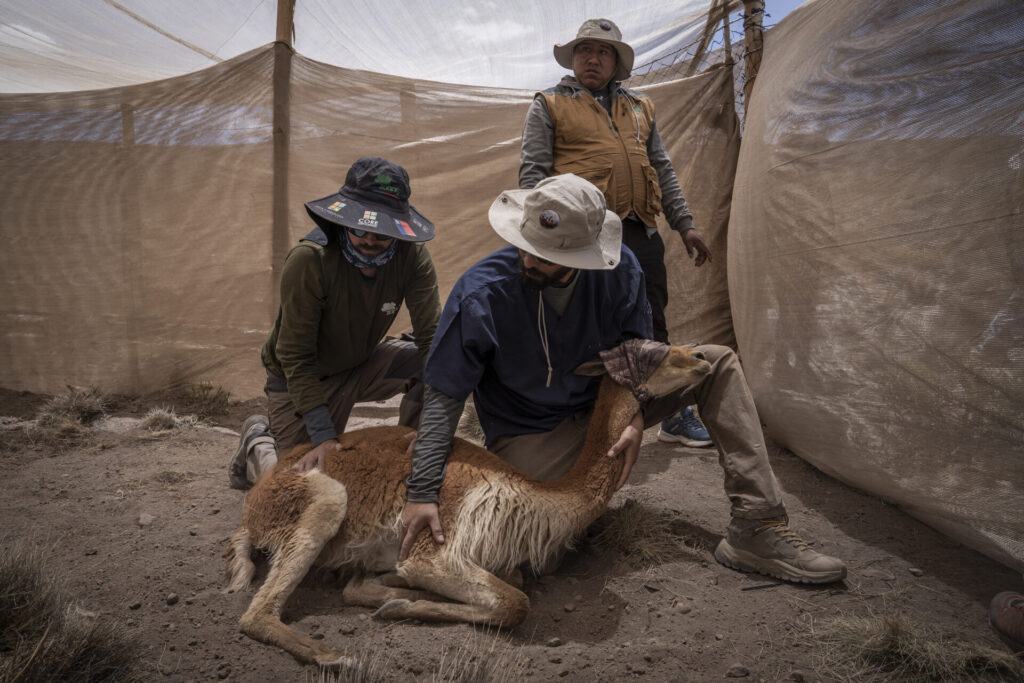 El veterinario experto en camélidos Felipe Inostroza evalúa una vicuña antes de trasladarla al proceso de esquila. En este espacio controlado se registran datos biológicos, se revisa su estado sanitario y se toma vellón para su análisis. Créditos: Tamara Merino/UNESCO