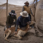 El veterinario experto en camélidos Felipe Inostroza evalúa una vicuña antes de trasladarla al proceso de esquila. En este espacio controlado se registran datos biológicos, se revisa su estado sanitario y se toma vellón para su análisis. Créditos: Tamara Merino/UNESCO