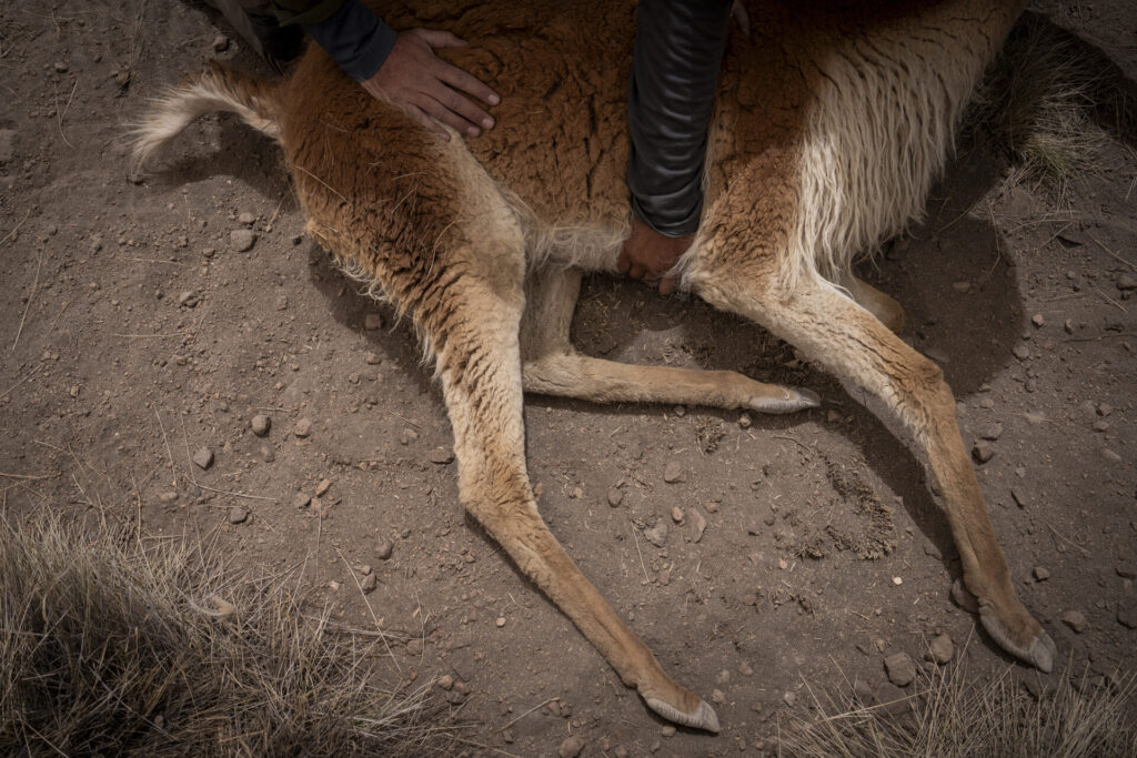 Una vicuña yace en el suelo mientras es evaluada por los equipos de profesionales. En este espacio controlado se registran datos biológicos, se revisa su estado sanitario y se toma vellón para su análisis. Créditos: Tamara Merino/UNESCO