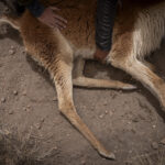 Una vicuña yace en el suelo mientras es evaluada por los equipos de profesionales. En este espacio controlado se registran datos biológicos, se revisa su estado sanitario y se toma vellón para su análisis. Créditos: Tamara Merino/UNESCO