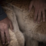 Una vicuña yace en el suelo mientras es evaluada por los equipos de profesionales. En este espacio controlado se registran datos biológicos, se revisa su estado sanitario y se toma vellón para su análisis. Créditos: Tamara Merino/UNESCO