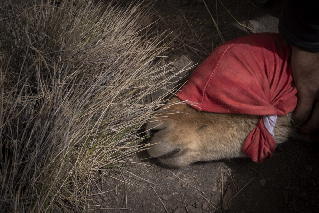 Una vicuña yace en el suelo mientras es evaluada por los equipos de profesionales. En este espacio controlado se registran datos biológicos, se revisa su estado sanitario y se toma vellón para su análisis. Créditos Tamara Merino/UNESCO