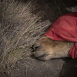 Una vicuña yace en el suelo mientras es evaluada por los equipos de profesionales. En este espacio controlado se registran datos biológicos, se revisa su estado sanitario y se toma vellón para su análisis. Créditos Tamara Merino/UNESCO