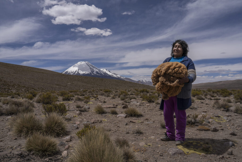 Sixtahuella Flores sostiene en sus manos fibra bruta de vicuña recién obtenida durante la esquila. Pampa Uta, Chungará / Parque Nacional Lauca, Chile, 5 de Noviembre, 2025. Tamara Merino / UNESCO.