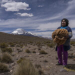 Sixtahuella Flores sostiene en sus manos fibra bruta de vicuña recién obtenida durante la esquila. Pampa Uta, Chungará / Parque Nacional Lauca, Chile, 5 de Noviembre, 2025. Tamara Merino / UNESCO.