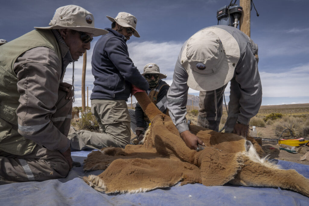 Una vicuña yace en el suelo durante el proceso de esquila por Emilio Escalante, experto esquilador. En este espacio controlado se registran datos biológicos, se revisa su estado sanitario y se toma vellón para su análisis. Créditos: Tamara Merino/UNESCO.