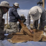 Una vicuña yace en el suelo durante el proceso de esquila por Emilio Escalante, experto esquilador. En este espacio controlado se registran datos biológicos, se revisa su estado sanitario y se toma vellón para su análisis. Créditos: Tamara Merino/UNESCO.