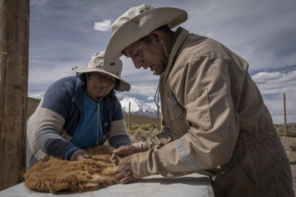 Sixtahuella Flores y Umbert Alberto revisan y limpian la fibra bruta de vicuña recién obtenida durante la esquila. Este proceso, realizado de manera manual, permite separar impurezas y preparar el vellón para su posterior clasificación y análisis. Créditos: Tamara Merino/ UNESCO