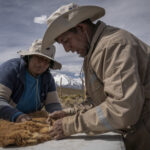 Sixtahuella Flores y Umbert Alberto revisan y limpian la fibra bruta de vicuña recién obtenida durante la esquila. Este proceso, realizado de manera manual, permite separar impurezas y preparar el vellón para su posterior clasificación y análisis. Créditos: Tamara Merino/ UNESCO