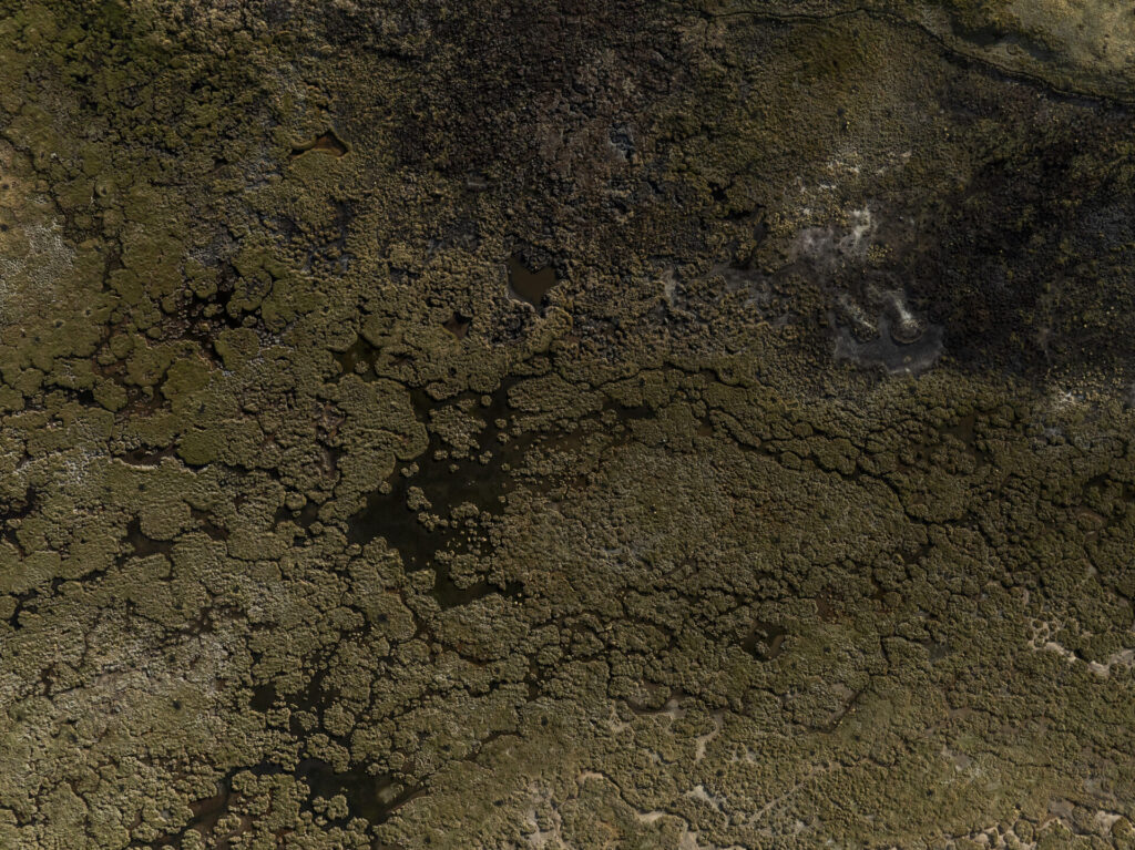 Bofedales ubicados a más de 4.600 m s. n. m., donde se alimentan y se desplazan grupos de vicuñas (Vicugna vicugna) junto a otras especies altoandinas, como vizcachas, flamencos, suris y diversas aves migratorias. Créditos: Tamara Merino.