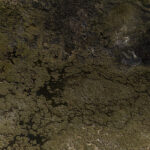 Bofedales ubicados a más de 4.600 m s. n. m., donde se alimentan y se desplazan grupos de vicuñas (Vicugna vicugna) junto a otras especies altoandinas, como vizcachas, flamencos, suris y diversas aves migratorias. Créditos: Tamara Merino.