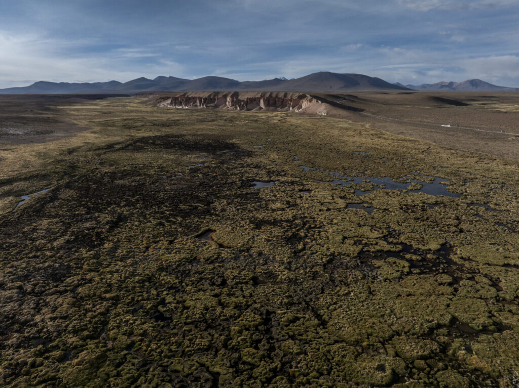 Bofedales ubicados a más de 4.600 m s. n. m., donde se alimentan y se desplazan grupos de vicuñas (Vicugna vicugna) junto a otras especies altoandinas, como vizcachas, flamencos, suris y diversas aves migratorias. Estos humedales de altura constituyen. Tamara Merino/UNESCO.