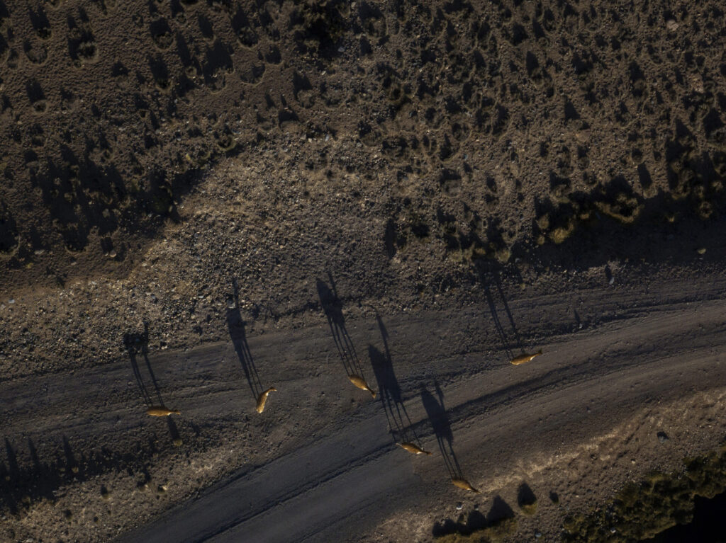 Un grupo de vicuñas (Vicugna vicugna) se alimenta y se desplaza entre los bofedales a más de 4.600 m s. n. m. Créditos Tamara Merino/ UNESCO.