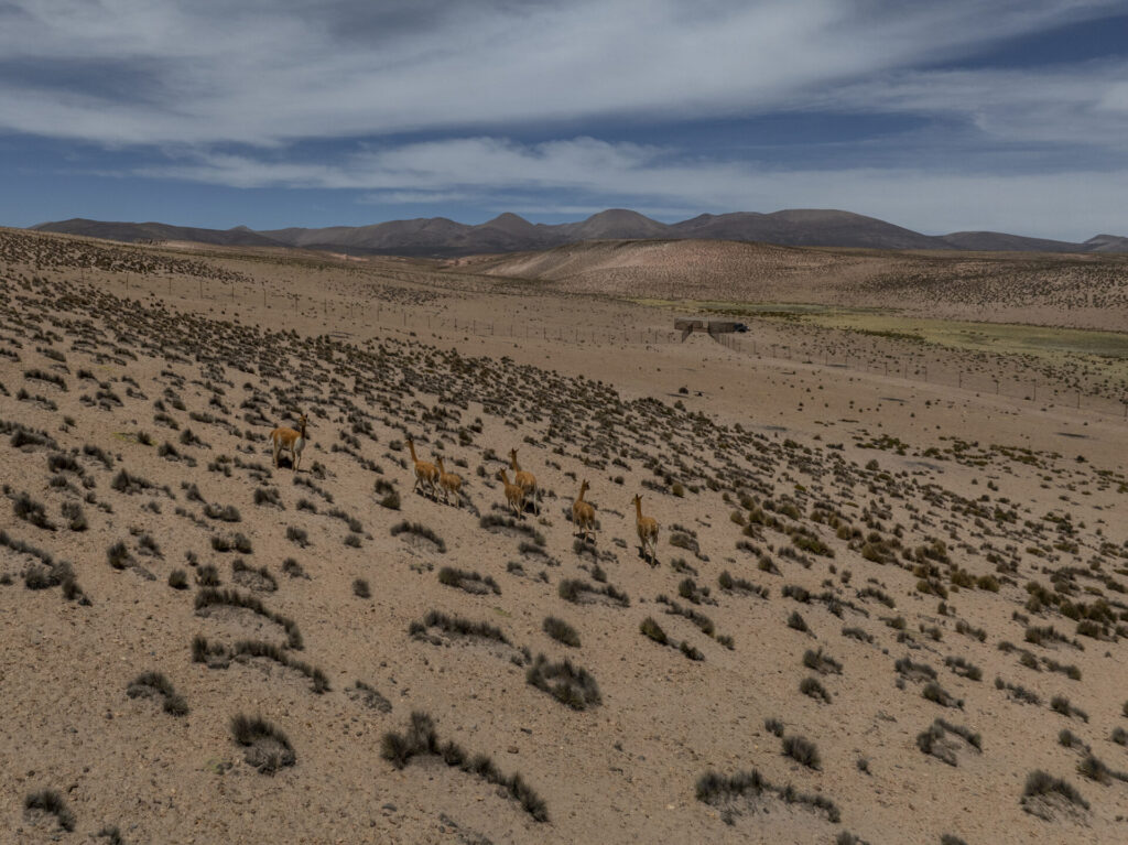 Vicuñas caminan hacia el corral durante el arreo realizado a pie, en el que participan cerca de 60 personas —entre profesionales, operadores turísticos, autoridades y miembros de comunidades andinas— formando una cadena humana para conducir a los animales. Créditos Tamara Merino / UNESCO.