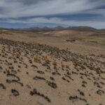 Vicuñas caminan hacia el corral durante el arreo realizado a pie, en el que participan cerca de 60 personas —entre profesionales, operadores turísticos, autoridades y miembros de comunidades andinas— formando una cadena humana para conducir a los animales. Créditos Tamara Merino / UNESCO.