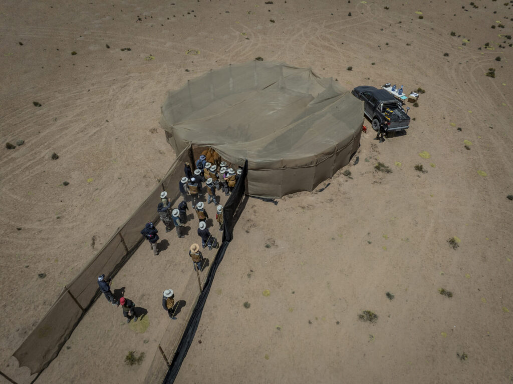 Arreo de vicuñas realizado a pie, con la participación de cerca de 60 personas —entre profesionales, operadores turísticos, autoridades y miembros de comunidades andinas— quienes forman una cadena humana para conducir a los animales hacia el corral. Créditos: Tamara Merino/UNESCO