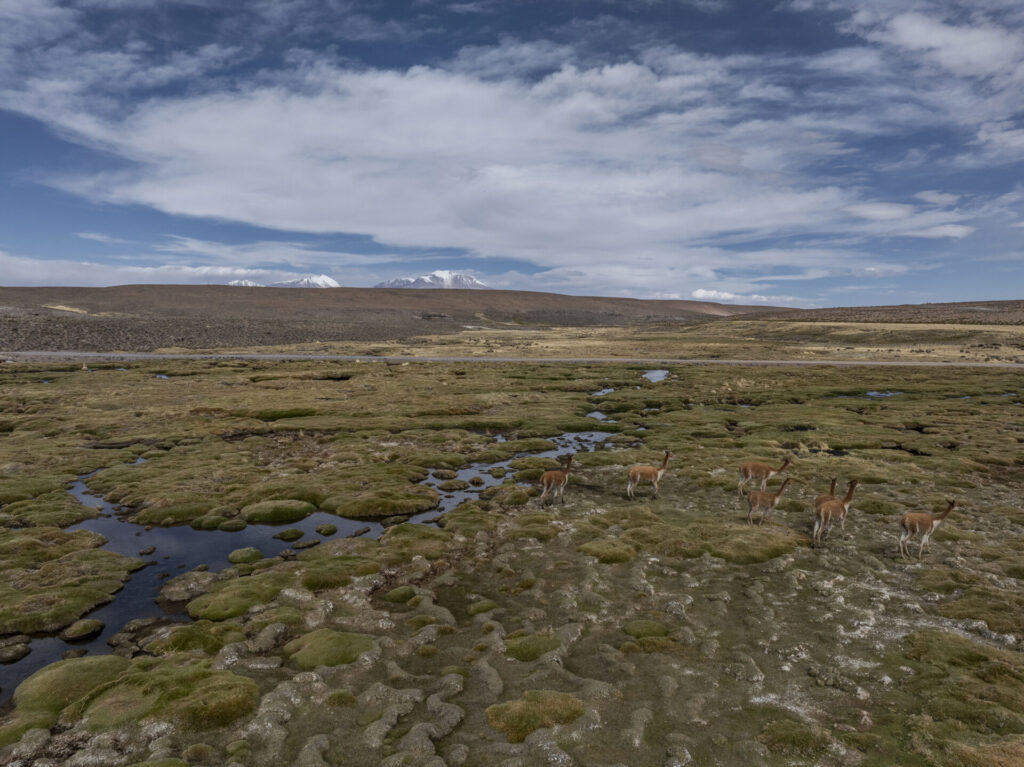 Un grupo de vicuñas (Vicugna vicugna) se alimenta y se desplaza entre los bofedales a más de 4.600 m s. n. m. Créditos Tamara Merino/ UNESCO.