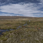 Un grupo de vicuñas (Vicugna vicugna) se alimenta y se desplaza entre los bofedales a más de 4.600 m s. n. m. Créditos Tamara Merino/ UNESCO.