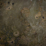 Una vicuña (Vicugna vicugna) se alimenta y se desplaza entre los bofedales a más de 4.600 m s. n. m. En este ecosistema extremo, caracterizado por bajas temperaturas, fuertes vientos y una vegetación escasa pero adaptada, las vicuñas encuentran pastos duros.