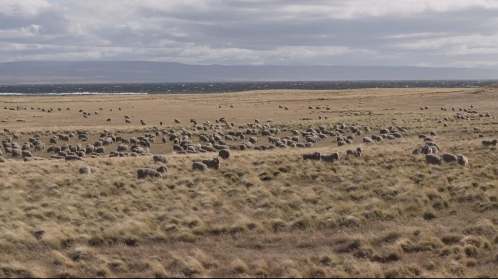 Teaser Dónde están los zorros, por Fundación Kauyeken