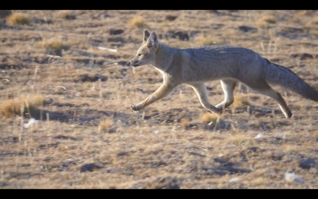 Teaser Dónde están los zorros, por Fundación Kauyeken