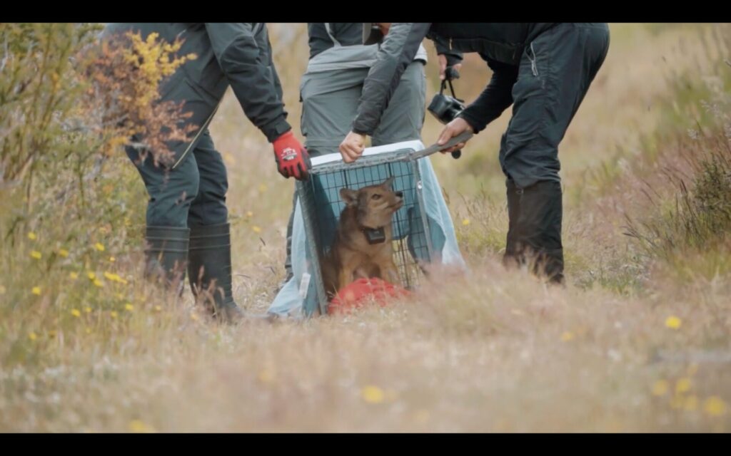 Teaser Dónde están los zorros, por Fundación Kauyeken