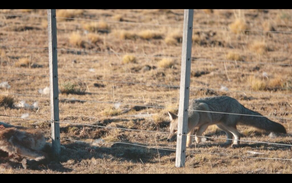 Teaser Dónde están los zorros, por Fundación Kauyeken