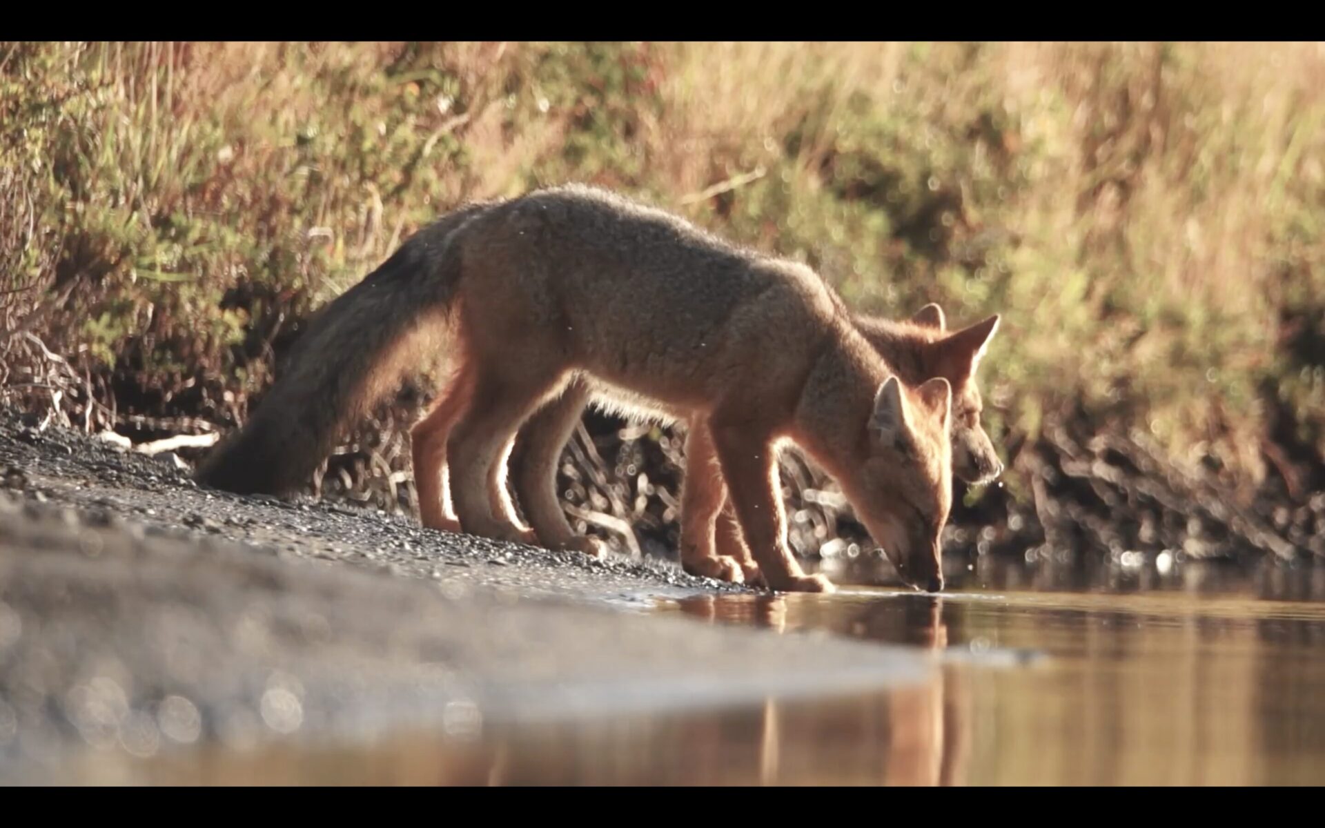 «¿Dónde están los zorros?»: Estrenan proyecto audiovisual de ciencia, conservación y coexistencia en Magallanes con Javier Simonetti