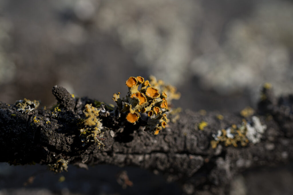 TELOCHISTESPORCLEMENTEGALLARDO