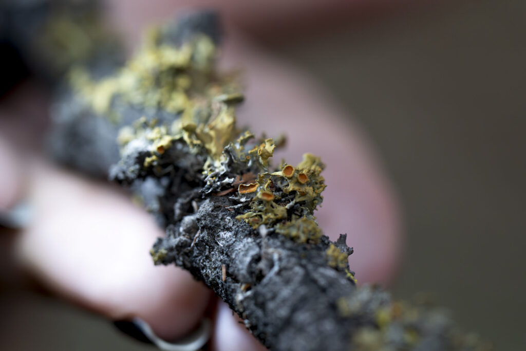 TELOCHISTESCLEMENTEGALLARDO