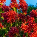 foto de Annais Pascual