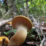 Foto cortesía de Área de Conservación Cañicura