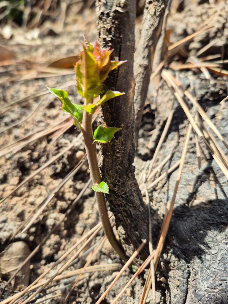 Foto por Damaso Saavedra de Fundación Keule
