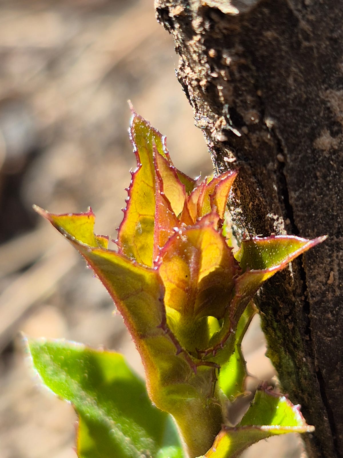 A tres meses de los incendios forestales en Biobío, registran naranjillos rebrotando en Penco