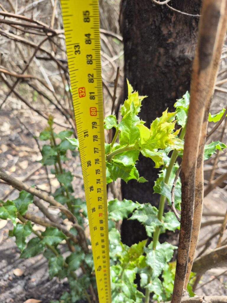 Foto por Damaso Saavedra de Fundación Keule