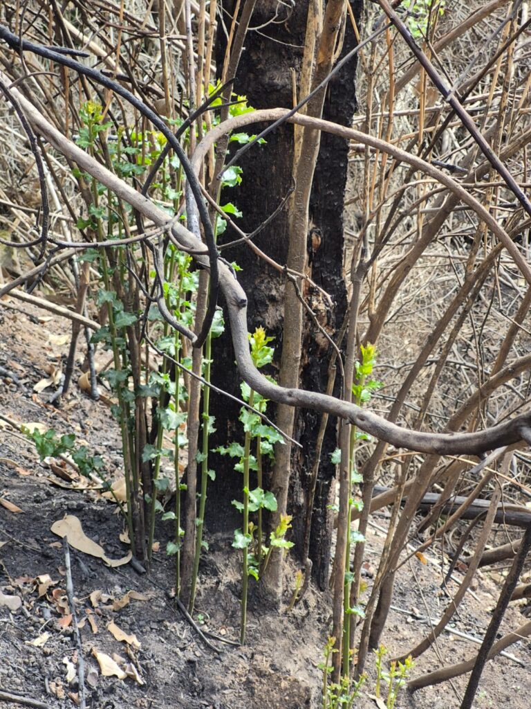 Foto por Damaso Saavedra de Fundación Keule