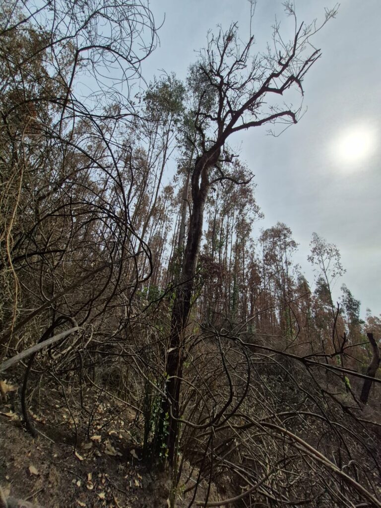 Foto por Damaso Saavedra de Fundación Keule