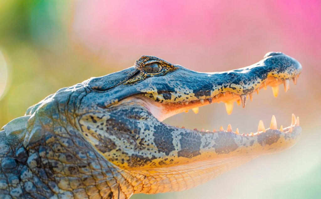 foto de Annais Pascual