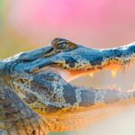 foto de Annais Pascual