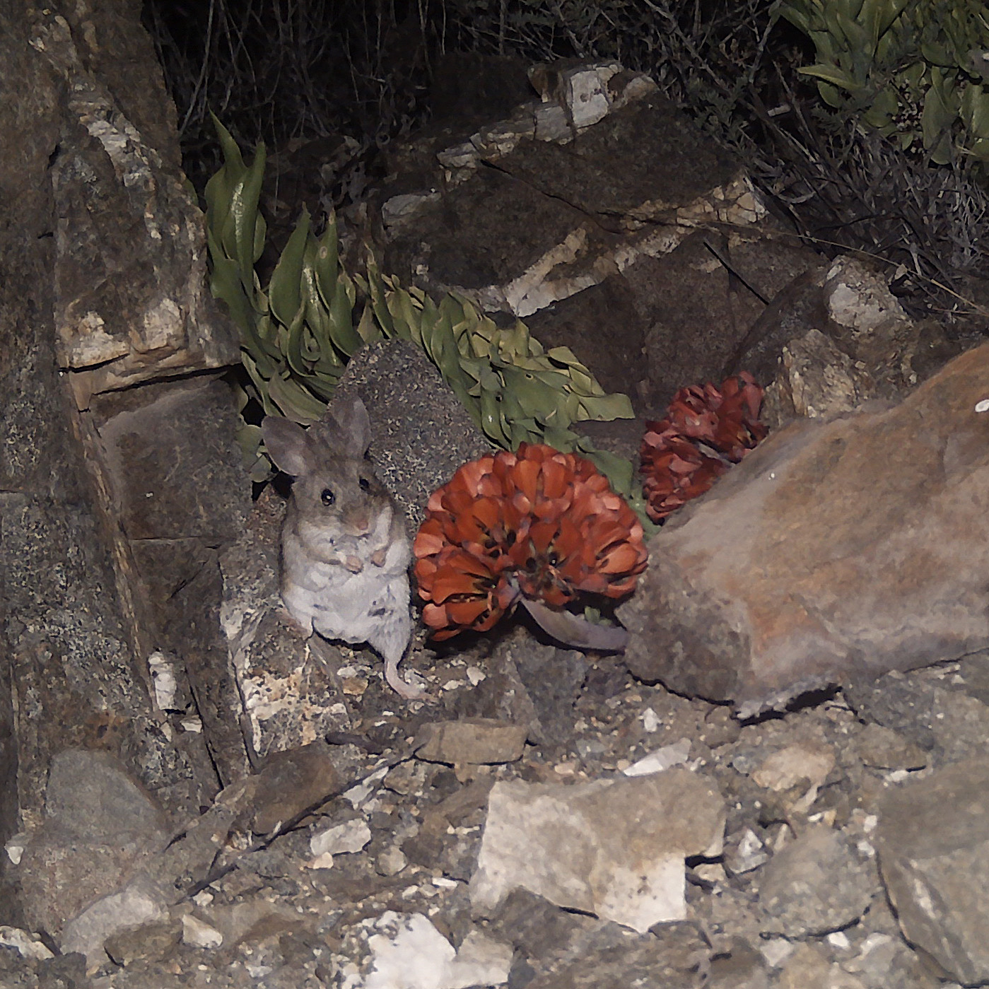 ¡Registros inéditos! Pequeños mamíferos polinizan a la garra de león, la flor más emblemática del desierto florido