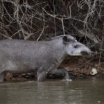 Pantanal_tapir_JF Wolves201