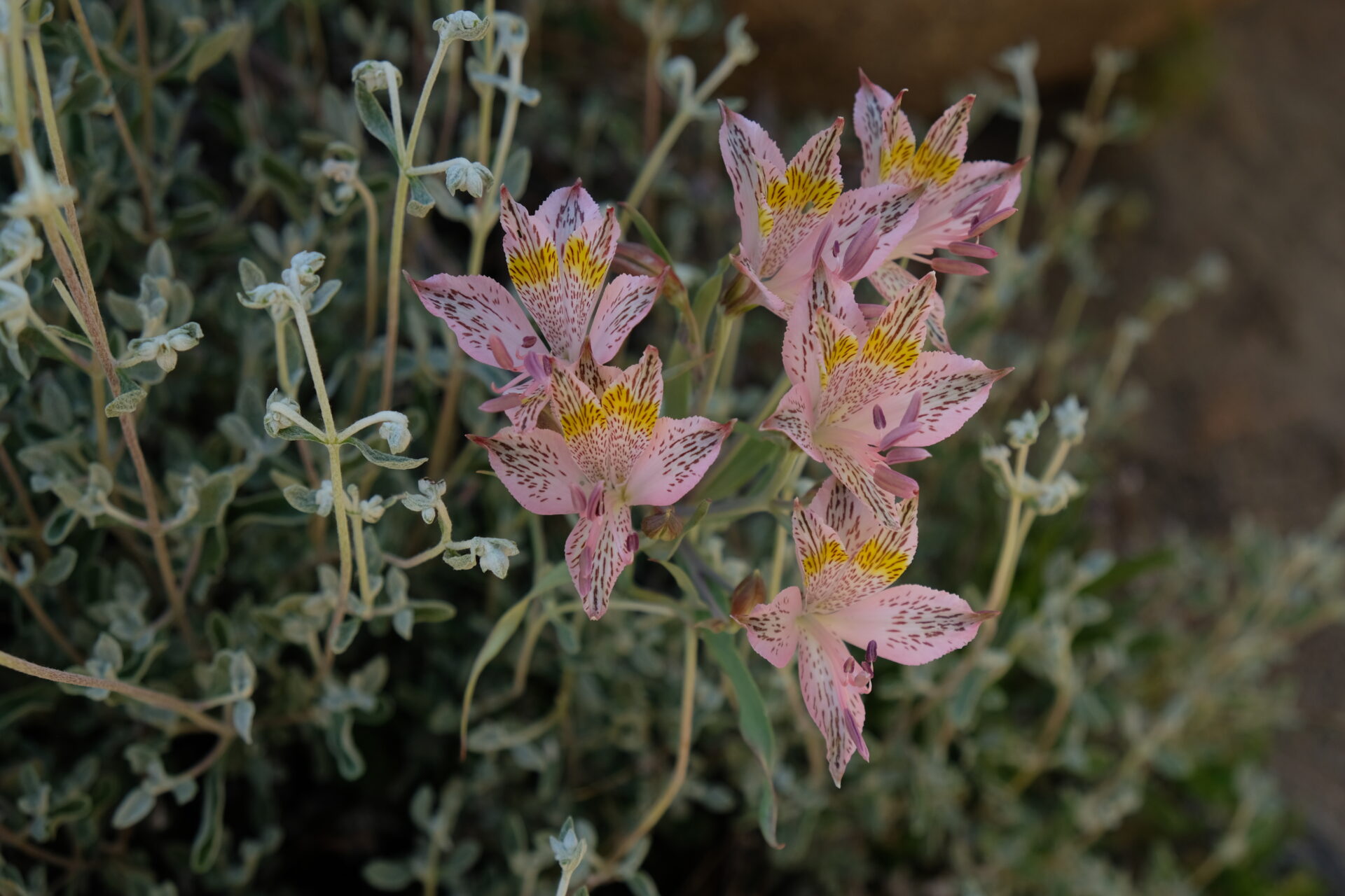 ¡No te lo pierdas! Congreso de Flora Nativa anuncia su fecha y convoca a tres días dedicados a la biodiversidad y conservación del patrimonio vegetal chileno