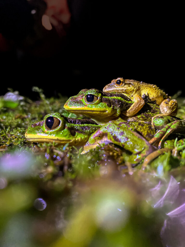 El evento corresponde a un amplexo múltiple interespecífico que involucra tres individuos. En la base se observa una hembra de Hylorina sylvatica, sobre la cual se encuentra un macho de la misma especie en posición de amplexo axilar. Sobre este individuo se posiciona un macho de Batrachyla taeniata.