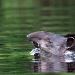 Tapir Amazónico, foto de Fábio Mitsuka Paschoal
