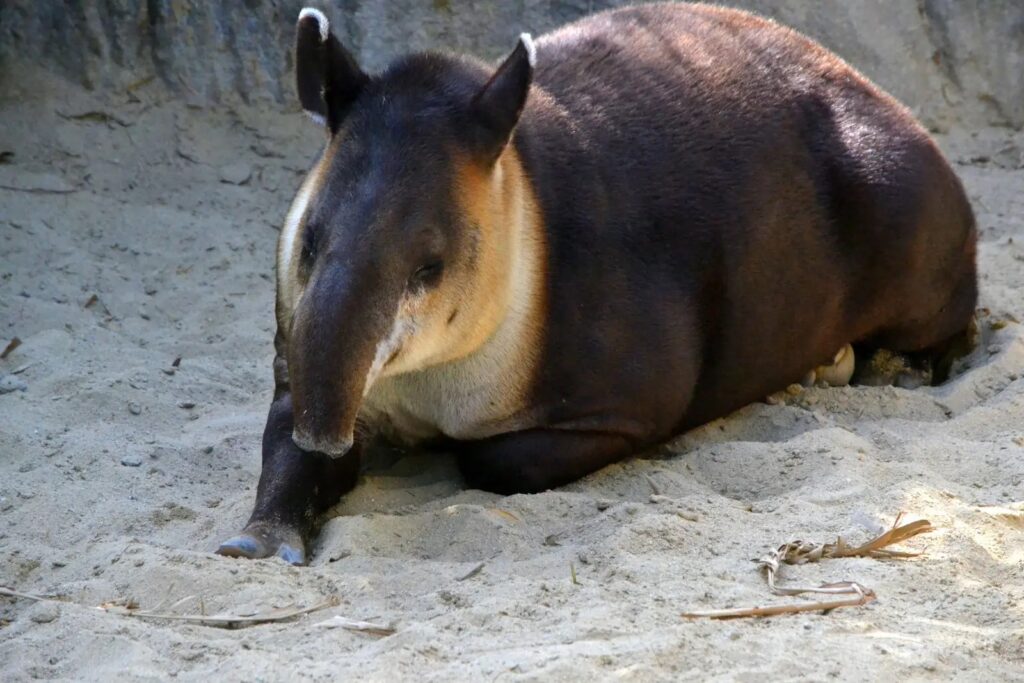 baird tapir Tracie Hall
