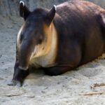 baird tapir Tracie Hall