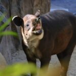 Tapir centroamericano, foto de Tracie Hall
