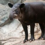 Tapir centroamericano, foto de Eric Kilby