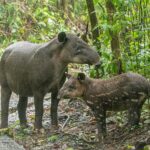 bairds-tapir-mother-with-baby--rhododendrites