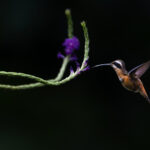 foto de Lissi Torres